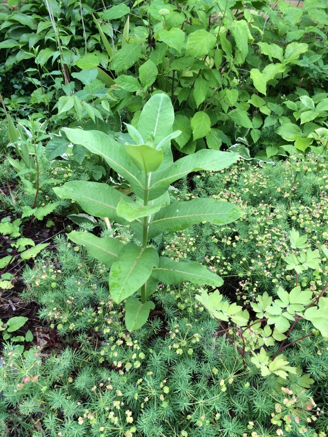 Identifying milkweed. Milkweed in your garden attracts monarch butterflies! Photos by Holly Tierney-Bedord. All rights reserved.